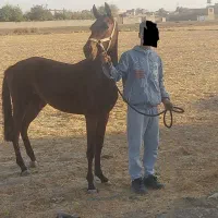 اسب ترکمن مادیان