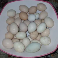 تخم مرغ محلی کاکلی گردن لختی نطفه دار تضمینی