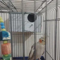 مرغ عروس|پرنده|کاشان, شهرک انقلاب|دیوار