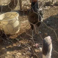 مرغ لاری خروس بوقلمون|حیوانات مزرعه|جعفرآباد, |دیوار