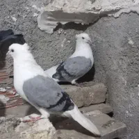 یکجفت پشت چاهی|پرنده|بجنورد, |دیوار