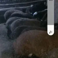 بیست عدد بره نر ماده|حیوانات مزرعه|نهاوند, |دیوار