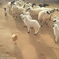 گوسفند جوان داشتی|حیوانات مزرعه|قره ضیاالدین, |دیوار