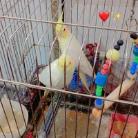 عروس هلندی ماده مامله میشع بانر