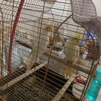 لوتینو تازه دونخور جوجه  سه ماه|پرنده|تهران, افسریه شمالی|دیوار