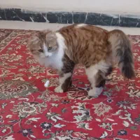 فروش گربه|گربه|اندیشه, اندیشه فاز ۱|دیوار