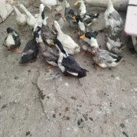 بیست سر اردک