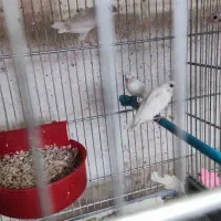 فنچ  بنگالی مولد نروماده