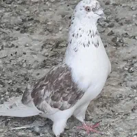 کفتر شازده و نوک فنجی