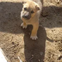 ت و ل ه  ماده سرابی