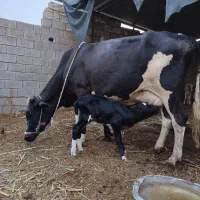 گاو خارجی با گوسالة مادة درشادگان