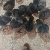 جوجه رسمی محلی ۲۰روزه همه مشکی