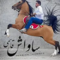 کره مادیون درجه یک|اسب و تجهیزات اسب‌سواری|اصفهان, آبشار|دیوار