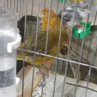 قناری ماده|پرنده|ایلام, |دیوار