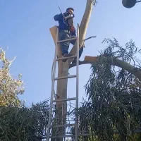 هرس و قطع درخت|خدمات باغبانی و درختکاری|شیراز, شهرک گلستان|دیوار