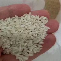 برنج علی کاظمی درجه۱