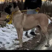 واگذاری سرابی|سگ|تهران, قلمستان|دیوار