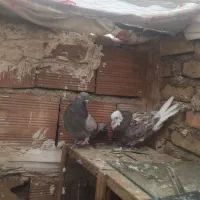 تعدادچند جفت کفتر  دهن جور پرشی به شرط زمینی هوایی