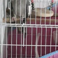 عروس هلندی ماده|پرنده|رشت, حمیدیان|دیوار