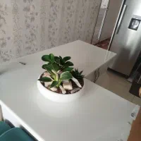 شیک و مجلسی