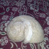 فسیل|کلکسیون اشیاء عتیقه|جیرفت, |دیوار