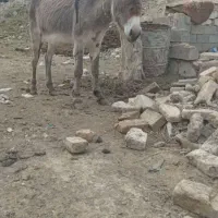 خر جوان و کارکن