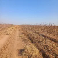 اجاره باغ پسته احمد آقایی ده ساله