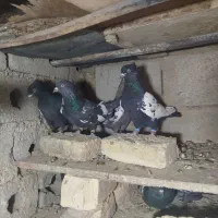 فروشی|پرنده|چادگان, |دیوار