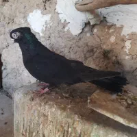 ماده زاغ مست