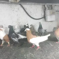 بازدید برای عموم آزاد خرید و فروش کبوتر شیراز