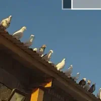 ۸۰ عدد کفتر یه جا فروخته میشود