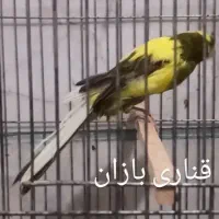 قناری رسمی بلند|پرنده|ری, اقدسیه|دیوار
