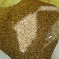 بذر یونجه محلی