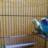 فروش مرغ عشق مولد|پرنده|اصفهان, باغ دریاچه|دیوار