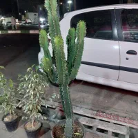کاکتوس افوربیا سبز اینجس درجه ۱