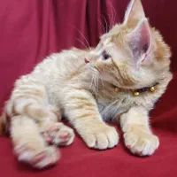 واگذاری رایگان بچه گربه نر نارنجی