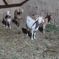 بز جوان دورگ|حیوانات مزرعه|یزد, |دیوار