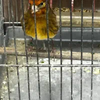 سهره قناری سرخ|پرنده|اندیشه, اندیشه فاز ۲|دیوار