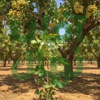 نهال زیتون روغنی و مقاوم و پربار و سودده|خدمات باغبانی و درختکاری|سقز, |دیوار