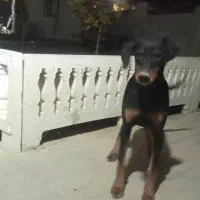 فروش سگ دوبرمن|سگ|کرج, باغستان|دیوار