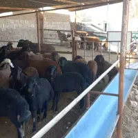 بره پرواری پای پروار|حیوانات مزرعه|نکا, |دیوار