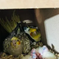 جفت عروس مولد صدرصد و تضمینی