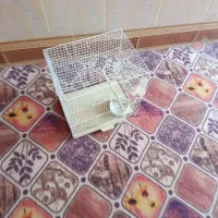 قفس|لوازم جانبی حیوانات|زهک, |دیوار