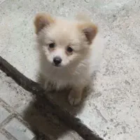 توله سگ پامر اصلی