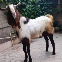 تکه پاکستانی بزغاله است هنوز