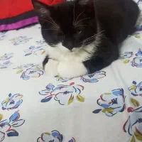 گربه سیاه سفید|گربه|فولادشهر, C5|دیوار