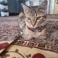 گربه ی خونگی رایگان