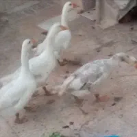 فروش