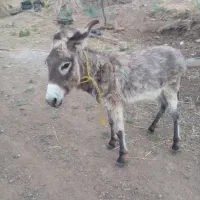 کره خر نر ۸ماهه