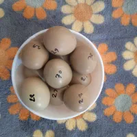 فروش تخم زینتی نطفه دار